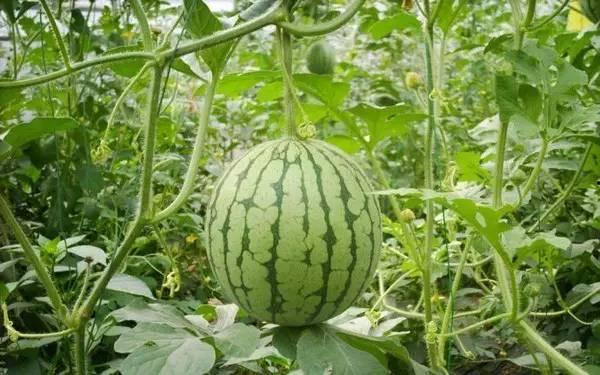 瓜哥吃瓜6月15日视频,揭秘6月15日热点事件背后的真相