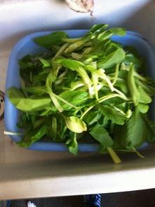 长吊瓜怎样吃,探索美味与健康的完美结合