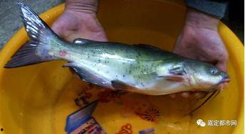 哪些瓜是鱼在吃,揭秘哪些瓜成为鱼儿的最爱