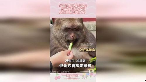 猩猩吃瓜原视频,趣味横生的野生动物瞬间
